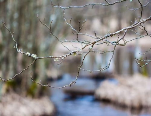 Lite info om Hepatit-A