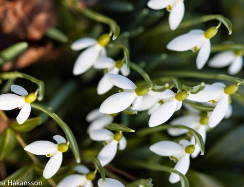 Pneumokockvaccination